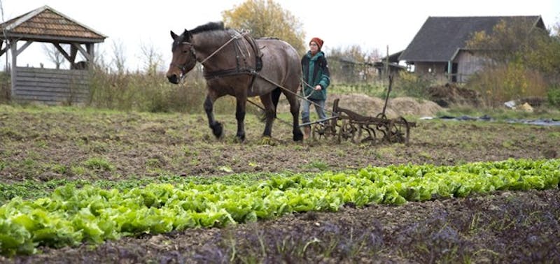 Numundo Sieben Linden