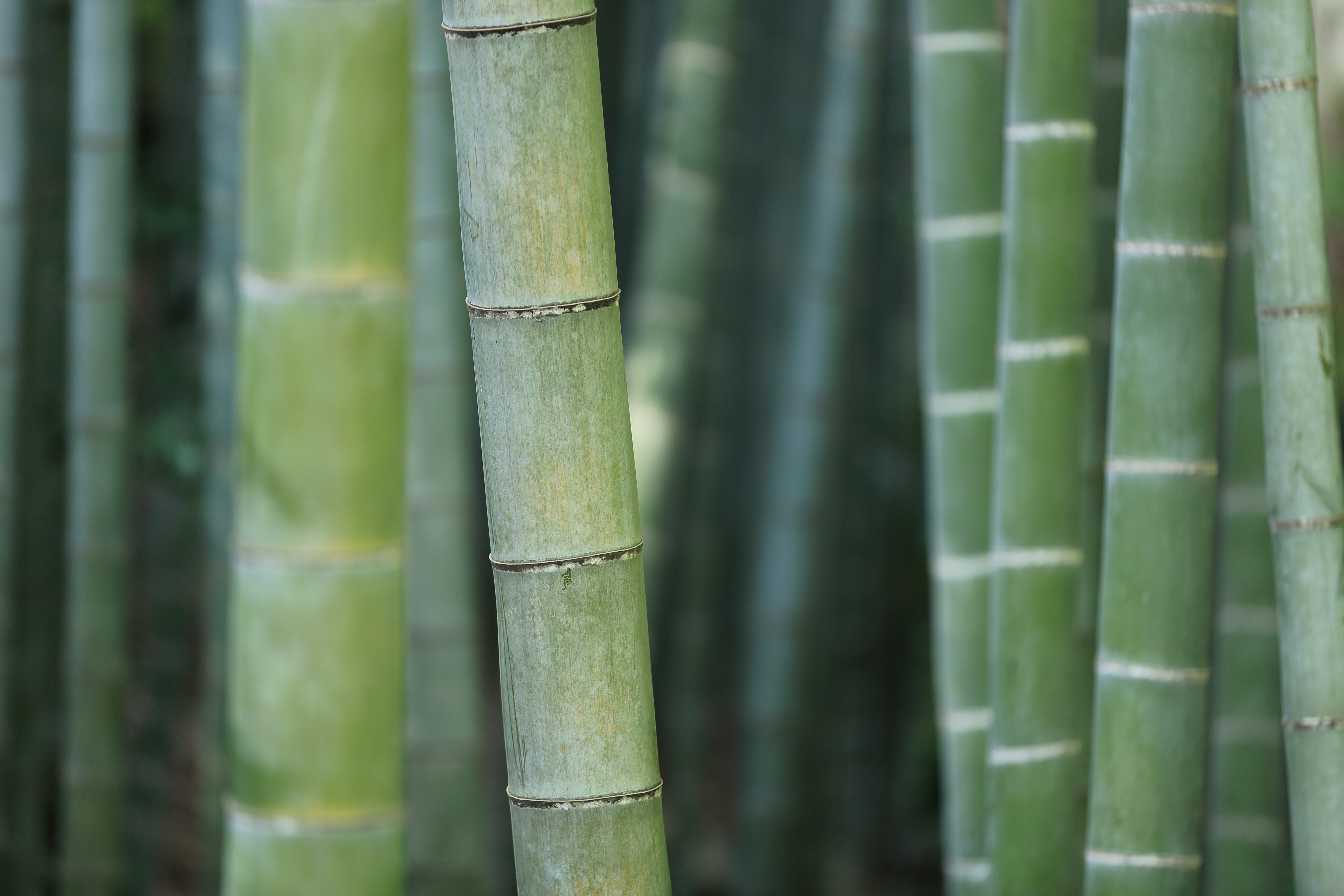 bamboo software create login bamboo software create login